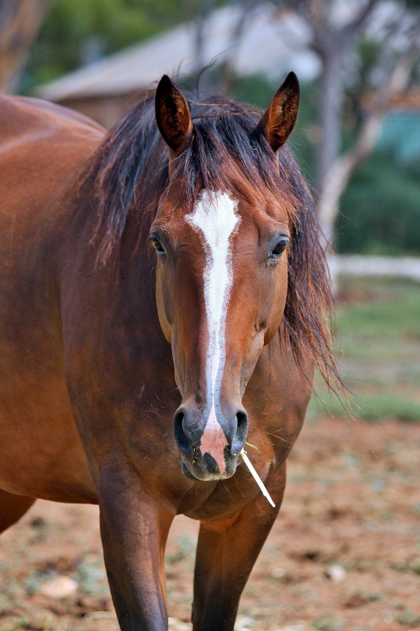 密室逃脱恐怖最新体验，挑战你的极限胆识与智慧