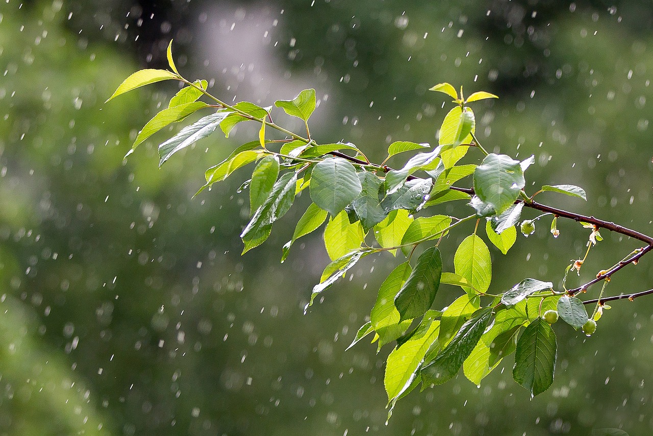 辽宁暴雨最新预报，警惕暴雨带来的影响与应对措施