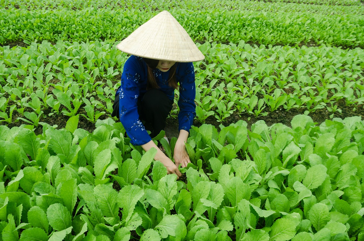 崖州最新动态，蓬勃发展中的海南明珠