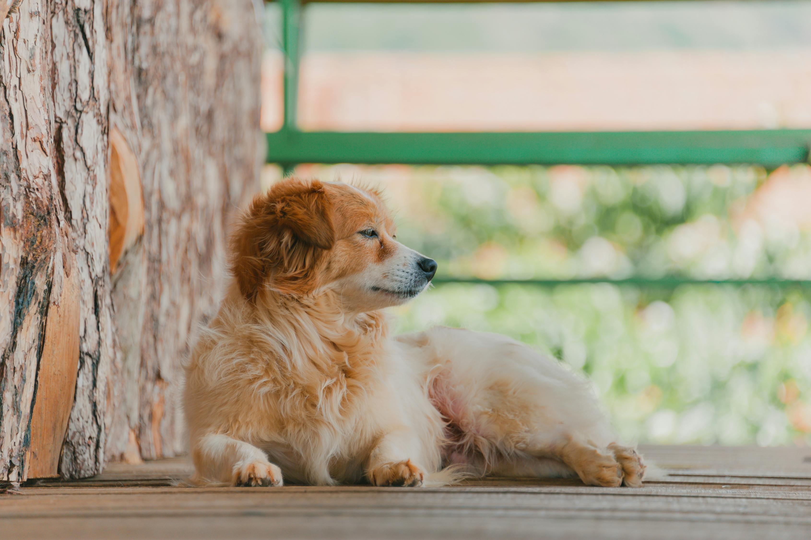 金毛幼犬的成长之旅，三个月的温馨瞬间与图片记录