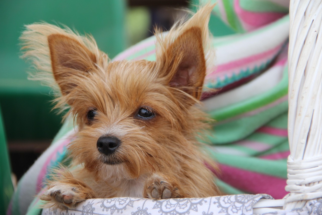 探究幼犬狂犬病，两个月幼犬是否可能感染？