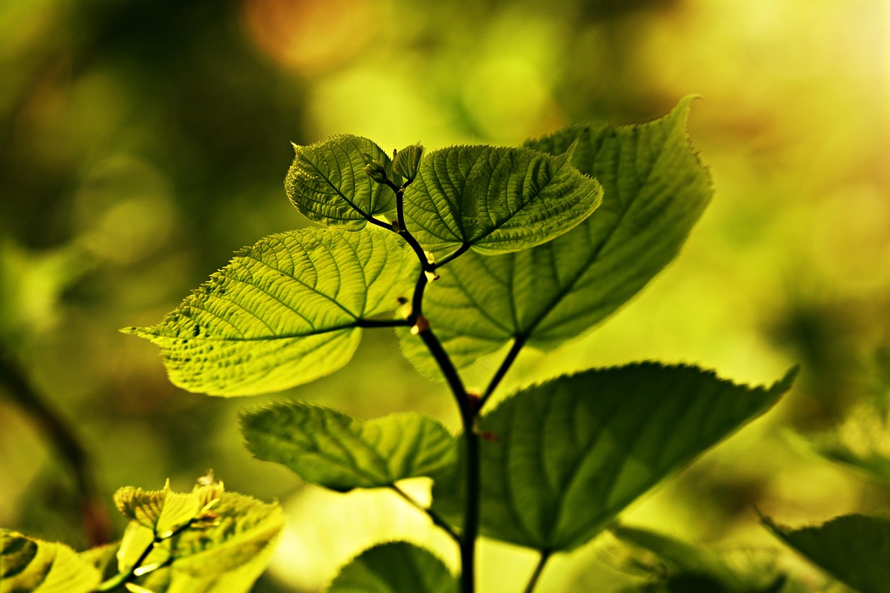 广东省萃植轩，绿色生态与文化的融合之地