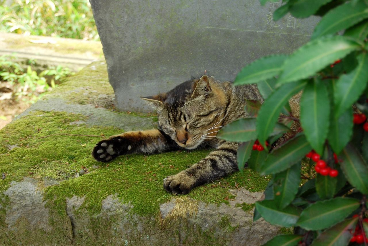 广东省胡学强的卓越成就与贡献