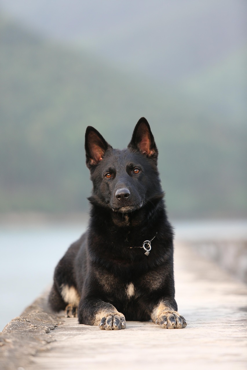 广东省德国牧羊犬，传统与现代的完美结合