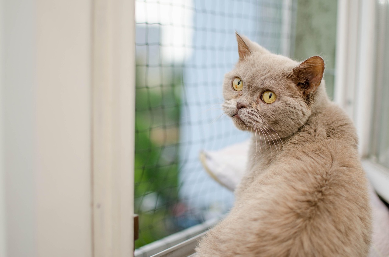 猫的健康与疫苗，探讨两个月大的猫咪能否接种疫苗