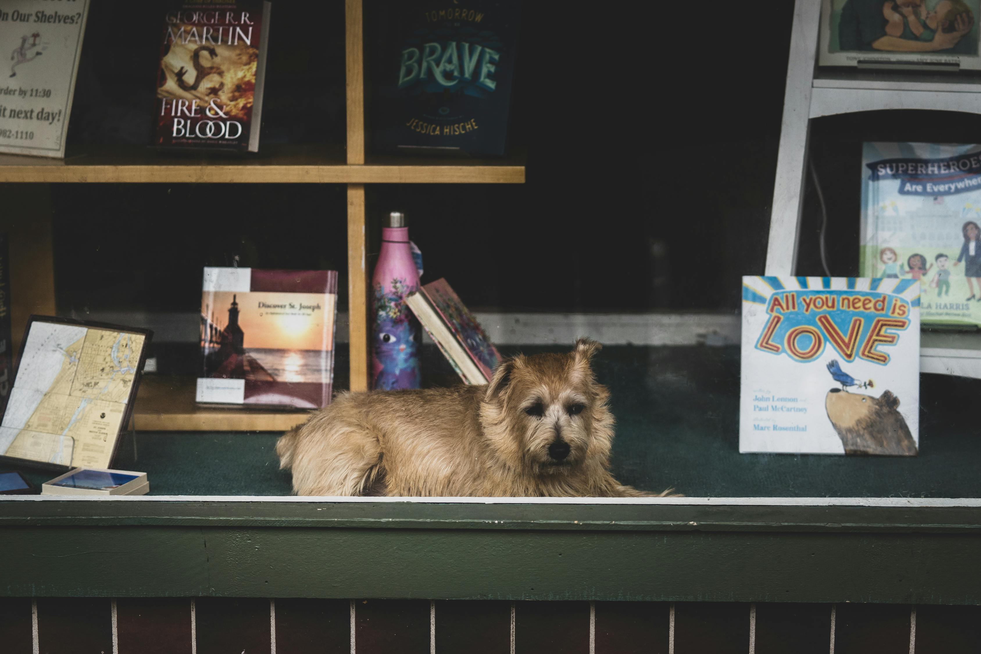 狗一个月等于人类几岁，解读犬类成长与人类年龄的微妙关系