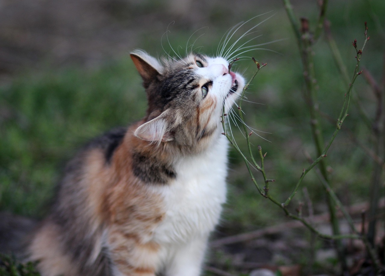 一个月猫咪的饮食指南，猫咪吃什么？